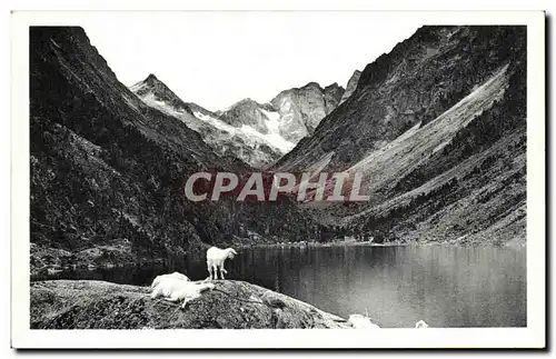 Ansichtskarte AK CAuterets La lac de Gaube (chevre goat)