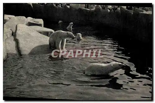 Cartes postales moderne Museum d&#39histoire naturelle Par zoologique de Vincennes Paris Bassin des ours blancs ( bear b