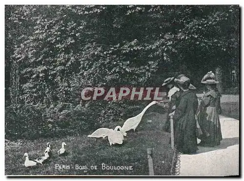 Paris Cartes postales Bois de Boulogne ( canard )