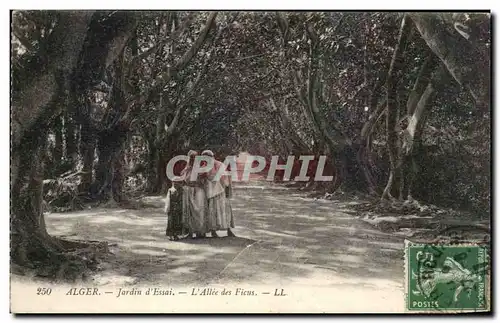 Afrique - Africa - Algerie - Alger - Jardin d&#39Essai - L&#39Allee des Ficus - Cartes postales