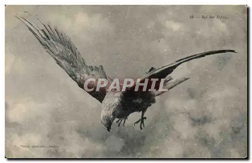 Animaux - Oiseaux - Aigle - Roi des Alpes - Eagle - Ansichtskarte AK