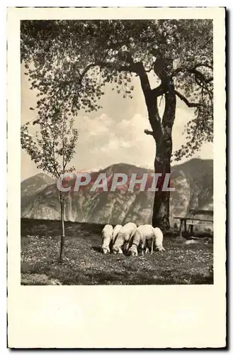 Animaux - Mouton - Grazing Sheep - Cartes postales