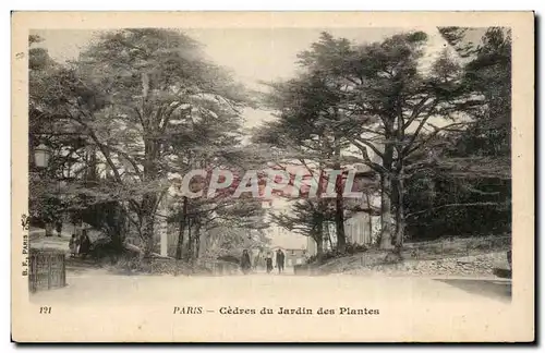 Paris - 5 - Cedres du Jardin des Plantes - - Cartes postales