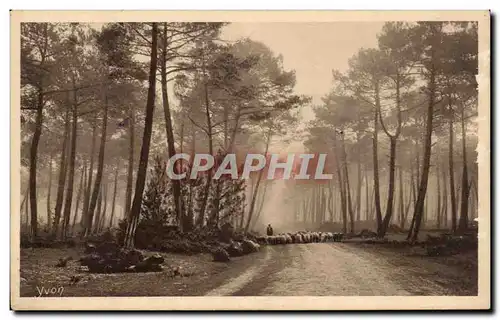Gers - Yvon - La Douce France - Les Landes de Gasgogne Cartes postales