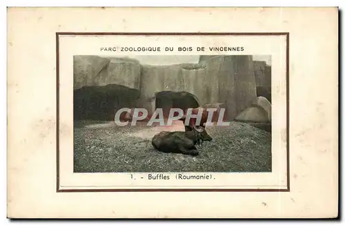 Cartes postales Paris Par zoologique du bois de Vincennes Buffles ( Roumanie Rumania zoo )