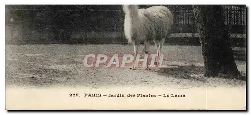 Ansichtskarte AK Paris Jardin des plantes Le Lama ( zoo Perou peru )