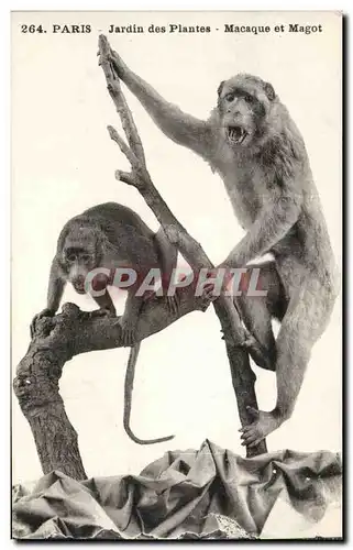 Cartes postales Paris Jardin des plantes Macaque et Magot ( zoo singe monkey )