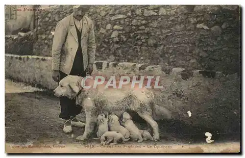 Cartes postales Chiens des Pyrenees Le dejeuner dog chien