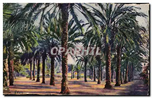 Cartes postales Hyeres Jardin Denis Les palmiers