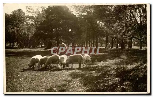 Cartes postales Elevage de moutons ( Espagne )