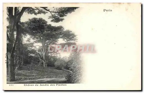 Paris Cartes postales Cedres du jardin des plantes ( arbre tree )