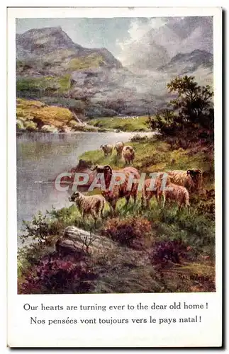 Cartes postales Fantaisie Moutons sheep