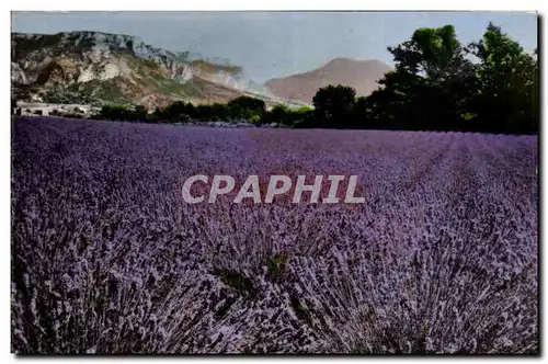 Cartes postales moderne Excursion du gorges du Verdon Champ de lavande en Provence