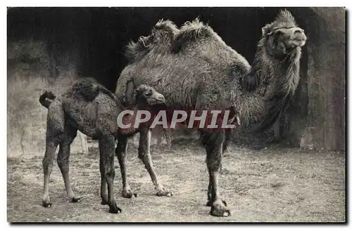 Paris Ansichtskarte AK Parc zoologique de Vincennes Chameau de la Bactriane et son petit zoo