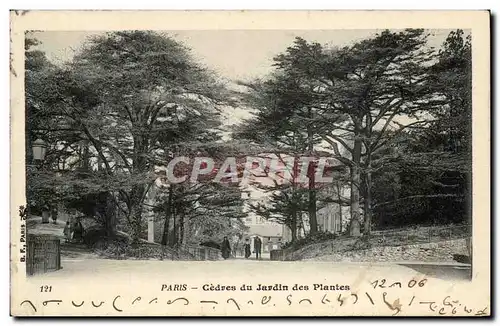 Ansichtskarte AK Paris Cedres du jardin des plantes