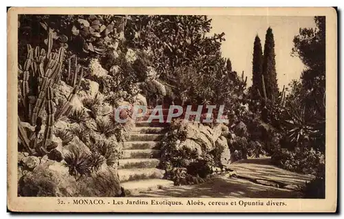 Cartes postales Monaco Les jardins exotiques Aloes ceereus et Opuntia divers