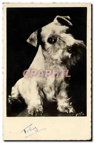 Cartes postales Fantaisie Chien Dog