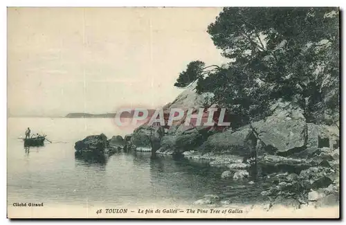 Toulon Cartes postales Le pin de Galles