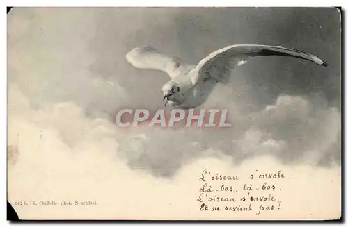 Cartes postales Oiseau Mouette