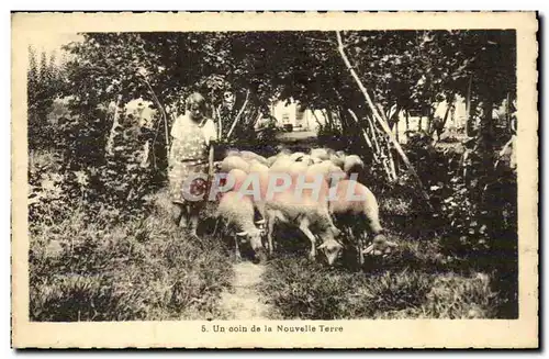 Cartes postales Fantaisie Un coin de la nouvelle terre Moutons Elevage