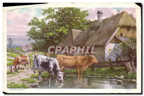 Document format carte postale Vaches