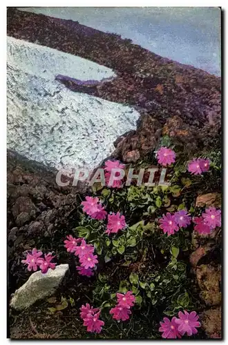 Cartes postales Italie Italia Pirmula Ciusiana Fleurs