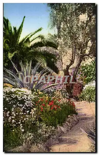 Cartes postales Italie Italia Sanremo Flora della Riviera