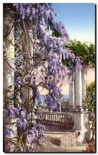 Cartes postales Italie Italia Sanremo Flora della Riviera