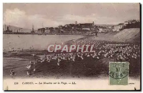 Cartes postales Cannes Les mouettes sur la plage