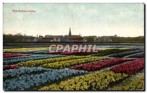 Cartes postales Pays Bas Netherlans Hyacinthenvelden