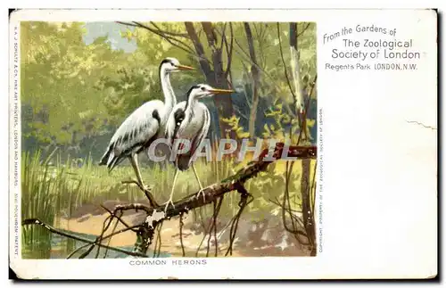 Ansichtskarte AK Great Britain Londres London From the gardens of the zoological society of london Regent&#39s pa