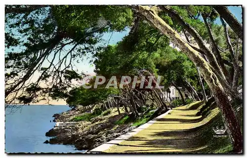 Menton - Sous bois au Cap Martin - Cartes postales