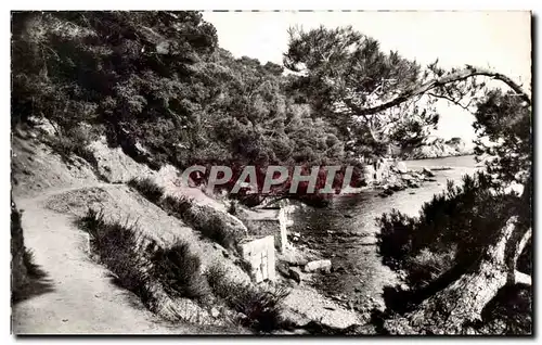 Ansichtskarte AK Toulon Sentier des douaniers les pins penches