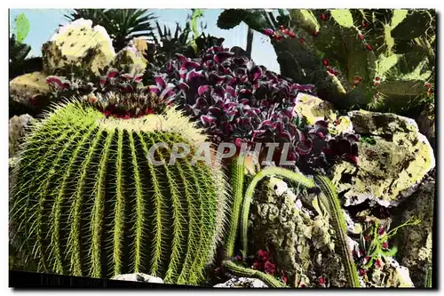 Cartes postales moderne Jardin exotique de Monaco Echinicactus grusoni Cereus serpentinus et Opuntia robusta