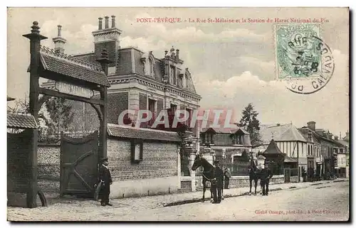 Cartes postales Pont L'eveque La rue St Melaine et la station du haras national du pin Chevaux Cheval Horse