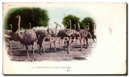 Ansichtskarte AK ostrich Farm Southern California Etats Unis Autruche