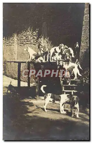 Ansichtskarte AK CARTE PHOTO Chiens de chasse Hunting Chien dog