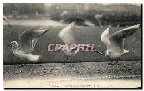 Cartes postales Lyon Les mouettes lyonnaises Oiseau