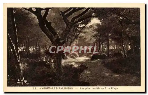 Cartes postales Hyeres les Palmiers Les pins maritimes a la plage