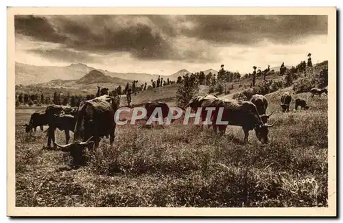 Ansichtskarte AK Cantal Paturage dans la vallee de la Rhue de Cheylade