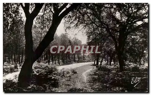 Cartes postales Bassin d&#39Arcachon Foret de pins et de chenes liege