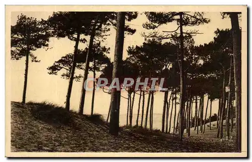 Arcachon Cartes postales Le parc des Abatilles