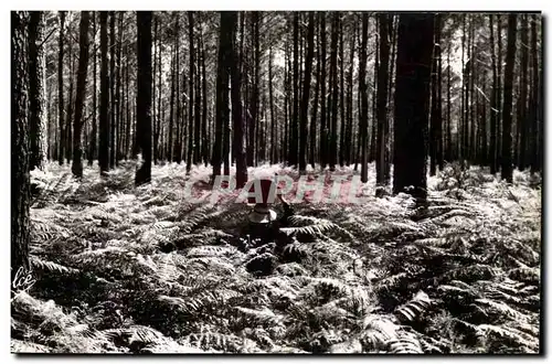 Bassin d'Arcachon Cartes postales Dans la foret Les fougeres geantes