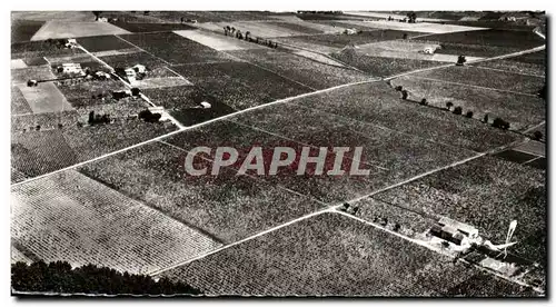 Cartes postales moderne Le vignoble languedocien dans la region de Montpellier