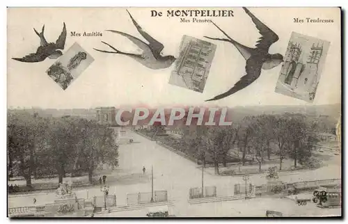 Montpellier Ansichtskarte AK Mes pensees Hirondelles