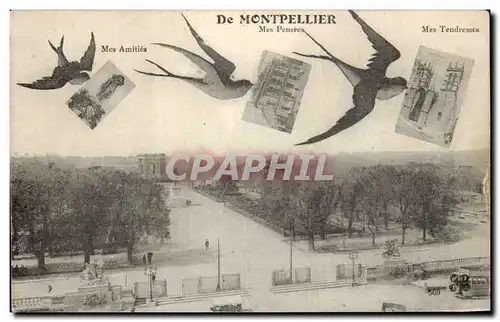 Montpellier Cartes postales Mes pensees Hirondelles