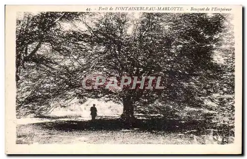 Ansichtskarte AK Foret de Fontainebleau Marlotte Bouquet de l&#39empereur