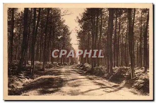 Cartes postales Au pays landais Une route dans la foret landaise