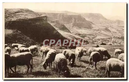 Cartes postales Roquefort Paturages sur les Causses (moutons)