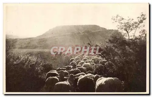 Cartes postales Roquefort La rentree au bercail (moutons)